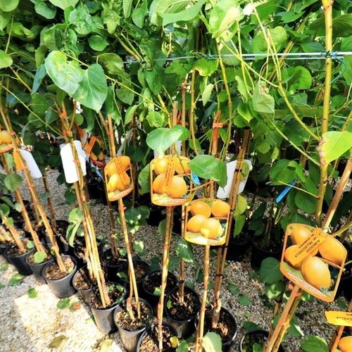 Albicocchi fracasso alberi - albicocchi,