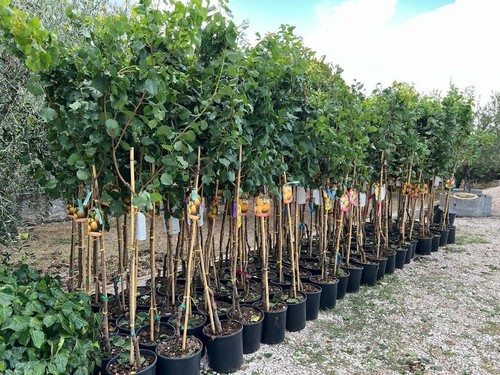 Albicocchi fracasso alberi - fracasso,